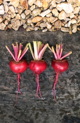 Beet Image