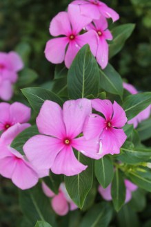 Luang Prabang Blooms