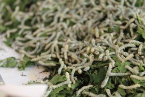 Ok Pop Tot Silk Worms